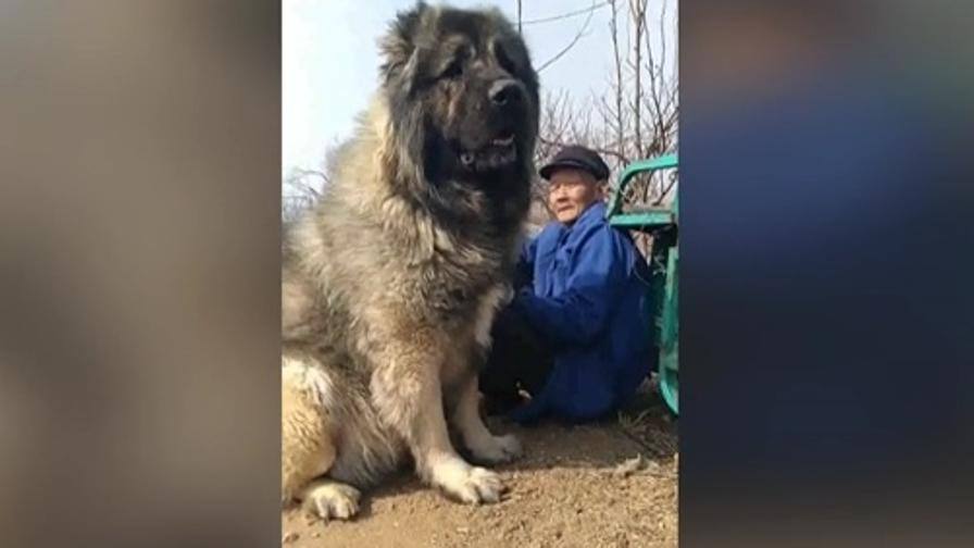 Il Gigantesco Pastore Del Caucaso è Lui Il Cane Più Grande Del Mondo Video Gazzettait 1233